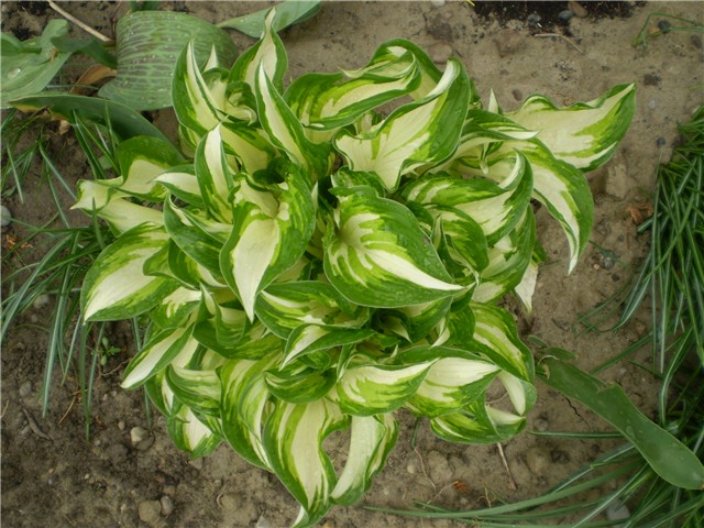 hosta